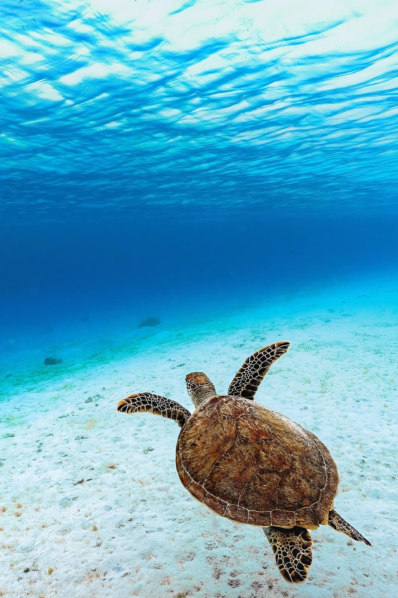 Kayaking Tours